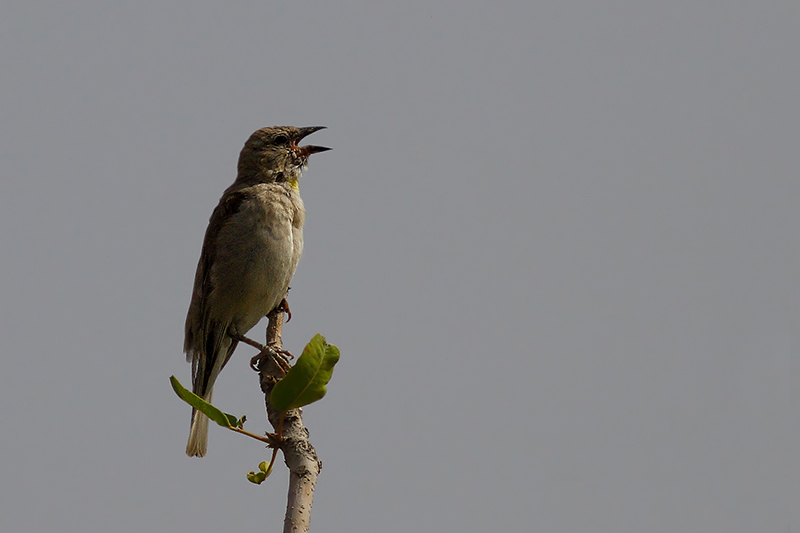 Yellow-throated Sparrow