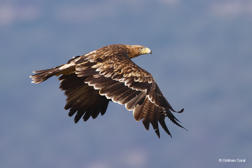 Şah Kartal