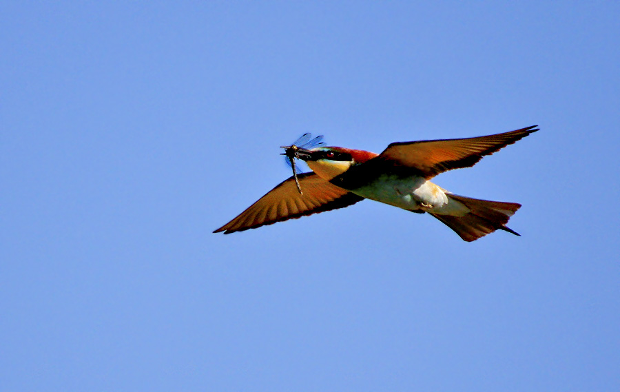 European Bee-eater