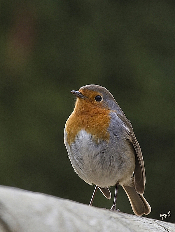 European Robin