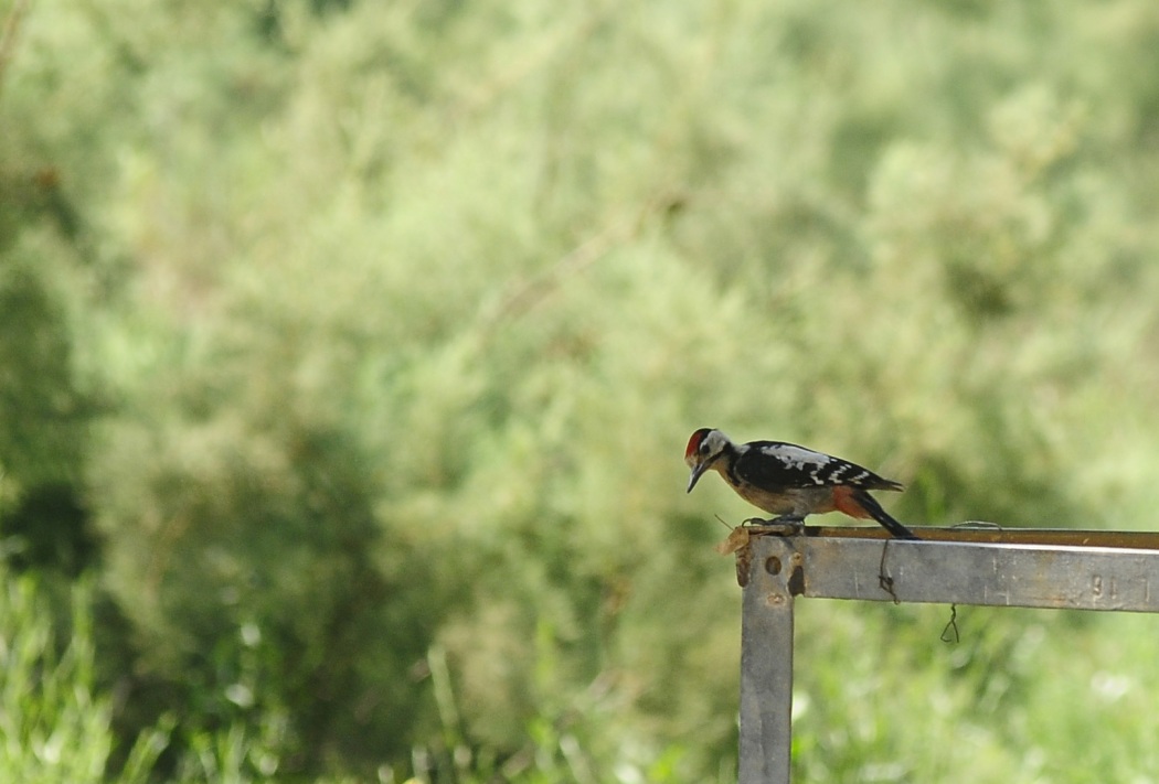Syrian Woodpecker