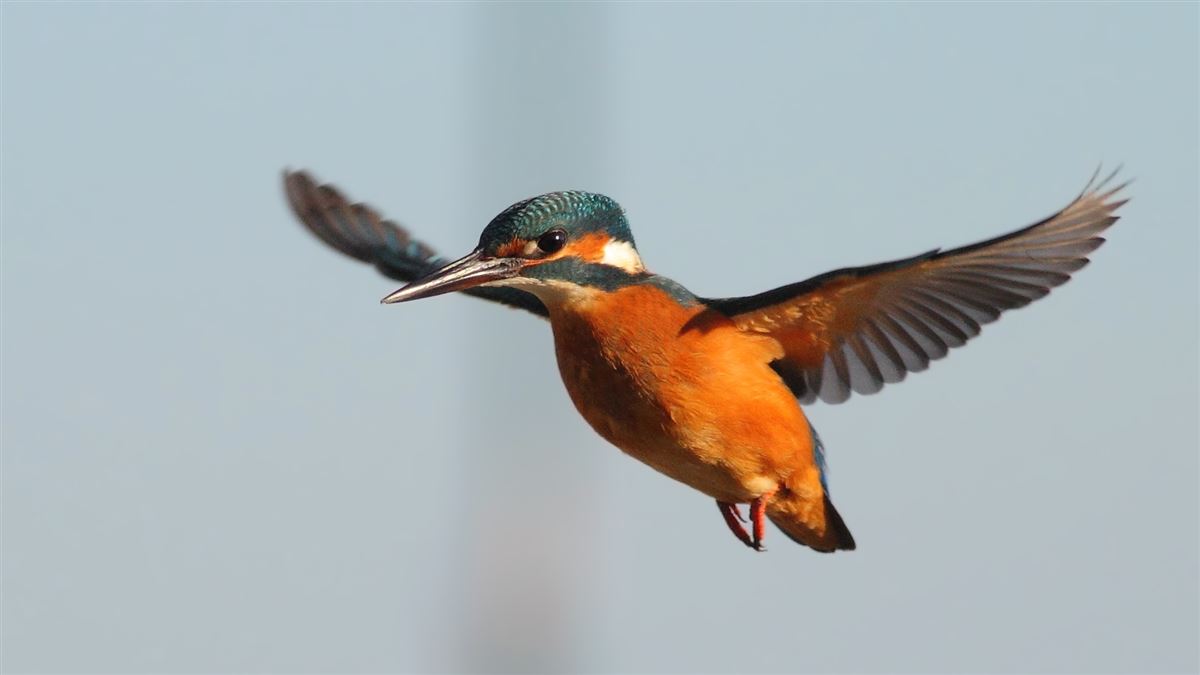Common Kingfisher