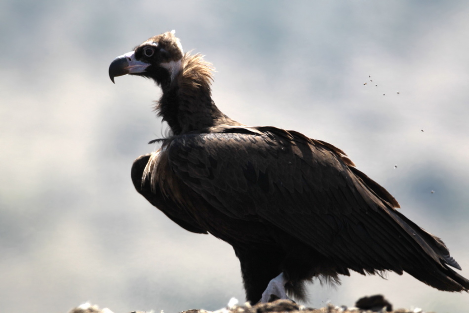 Cinereous Vulture
