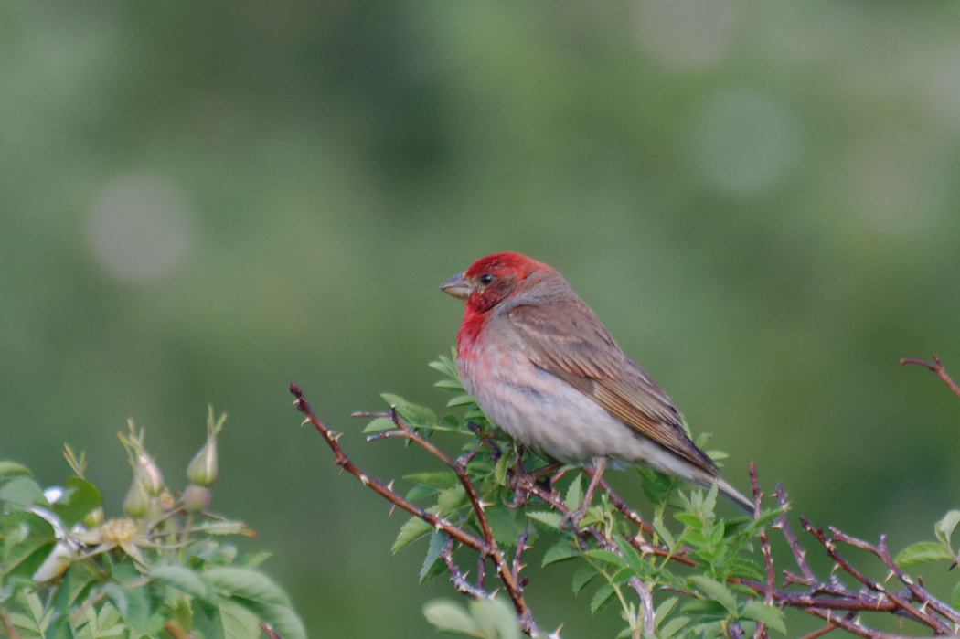 Common Rosefinch