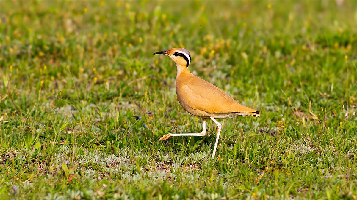 Cream-colored Courser