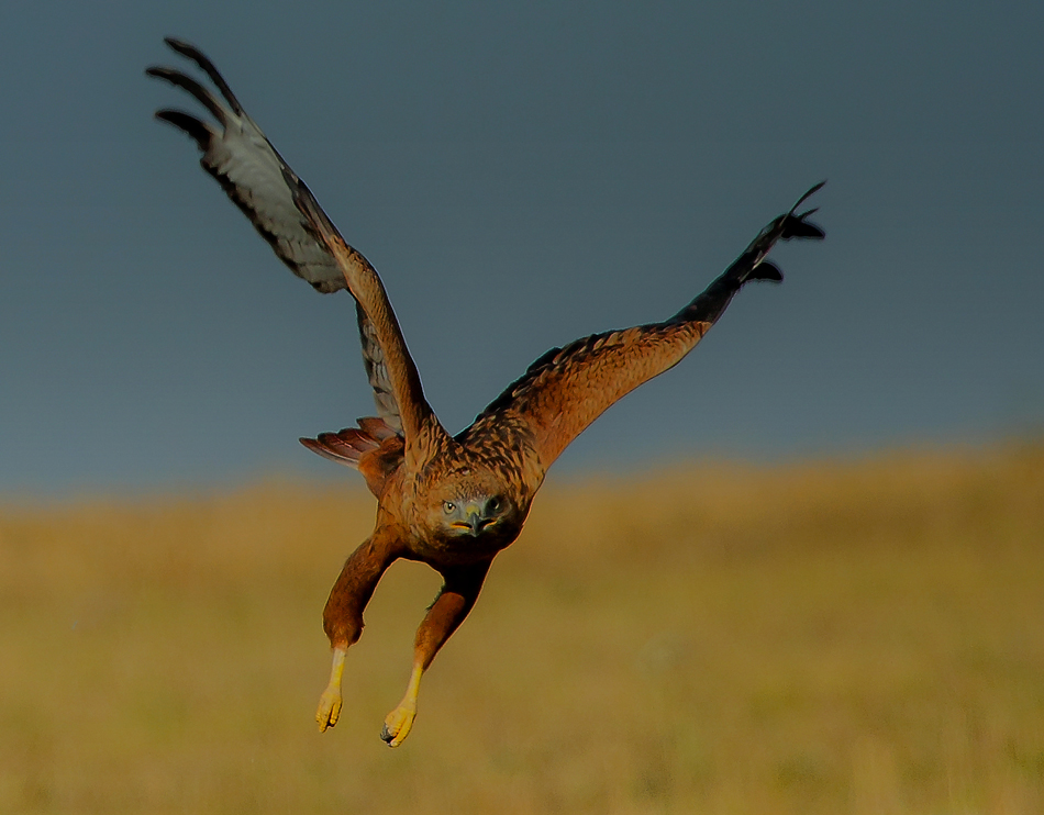 Long-legged Buzzard
