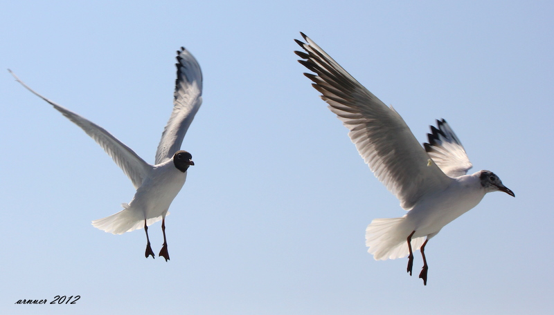 Black-headed Gull
