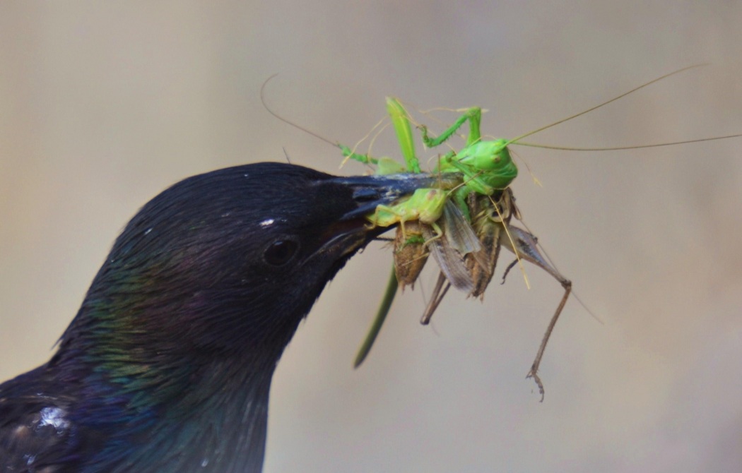 Common Starling