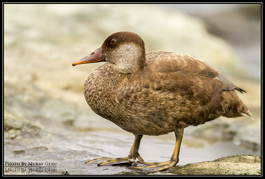 Red-crested Pochard