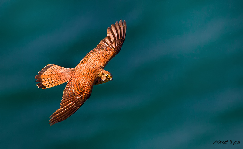 Lesser Kestrel