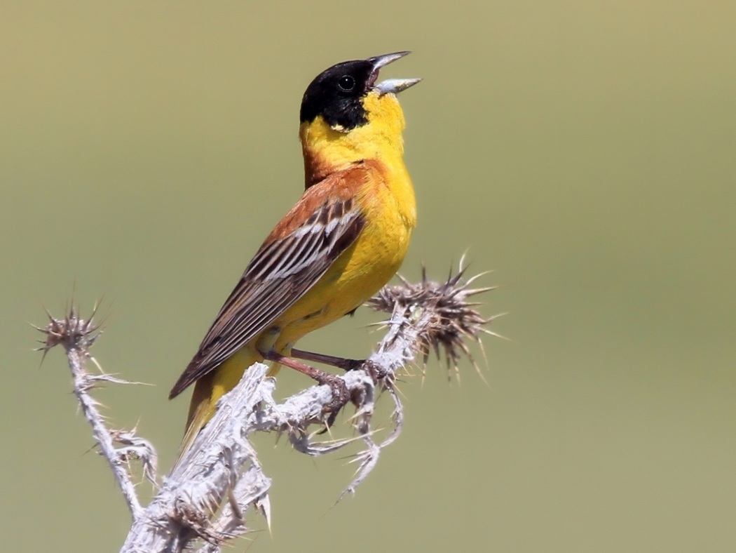 Black-headed Bunting