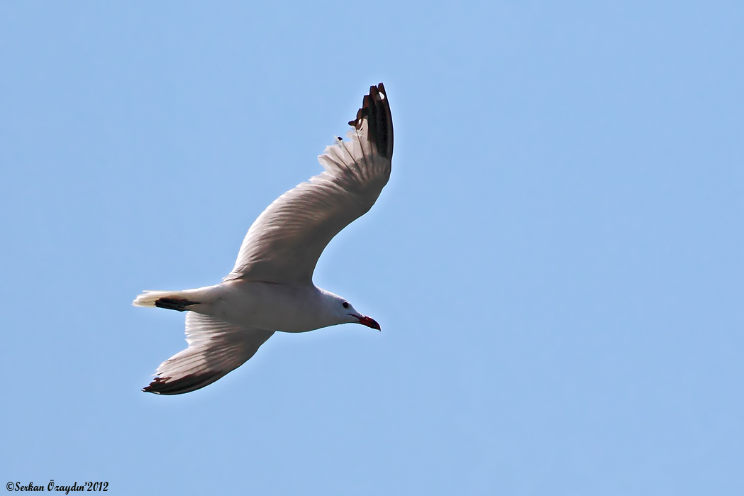 Audouin`s Gull