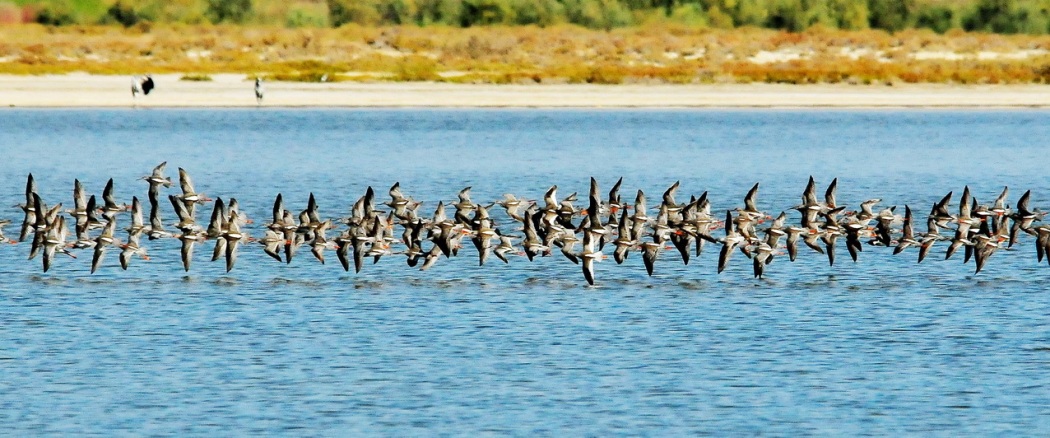 Kızılbacak