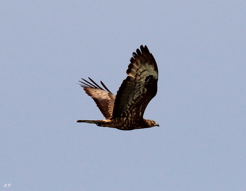 European Honey Buzzard