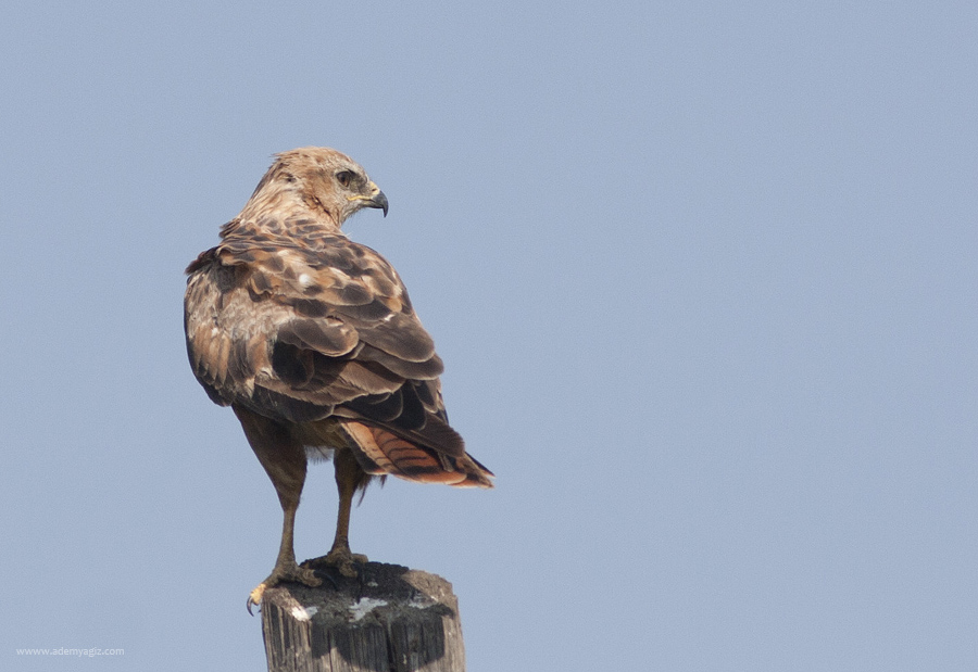 Long-legged Buzzard