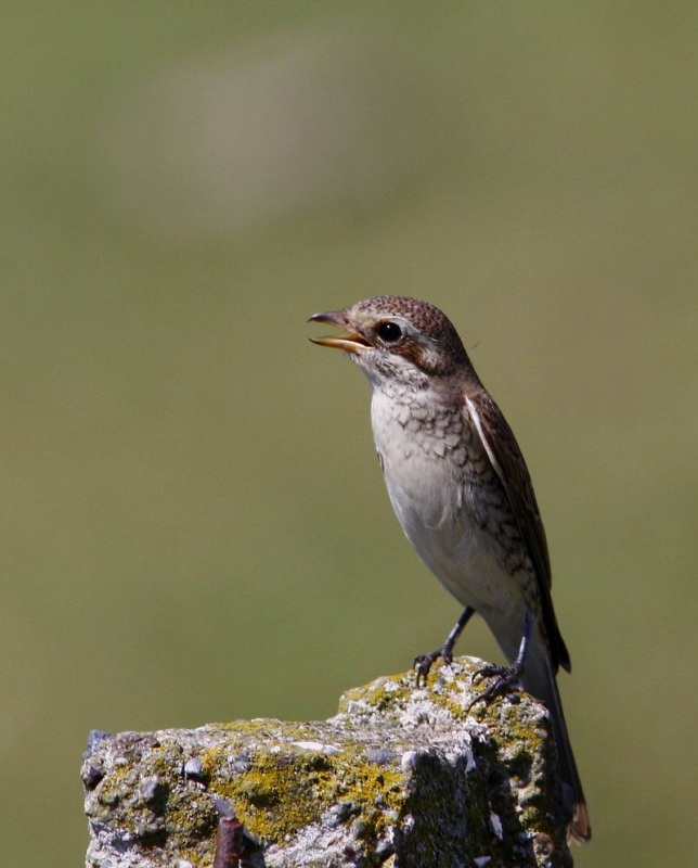 Red-backed Shrike