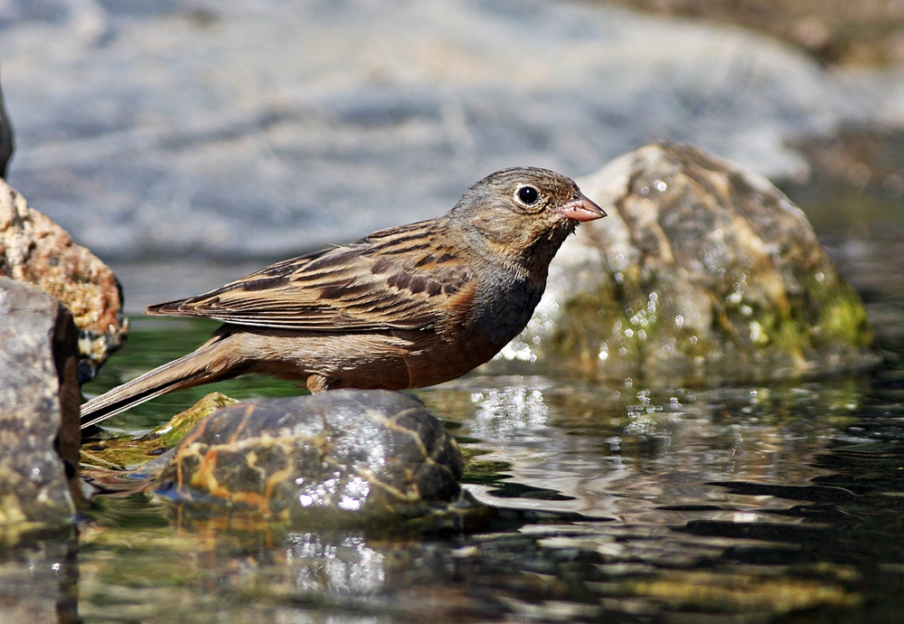 Cretzschmar`s Bunting