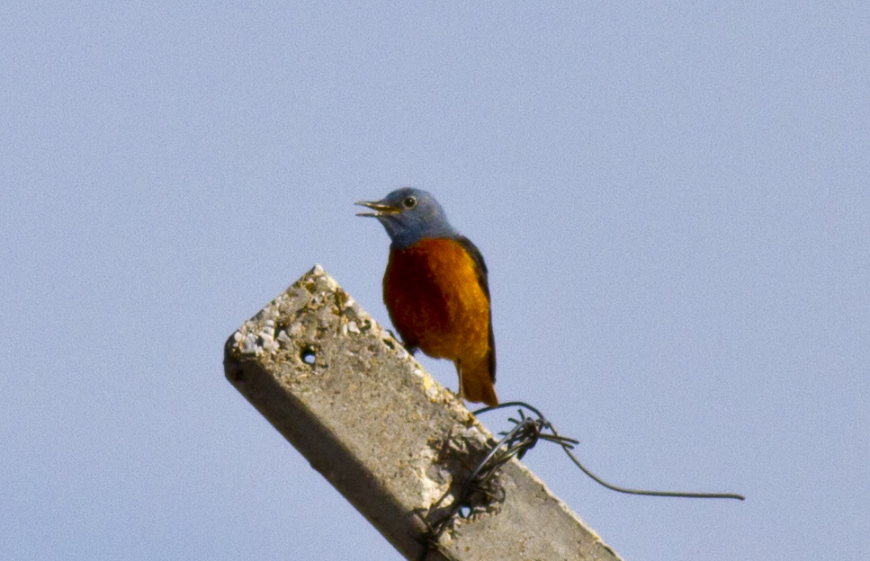 Common Rock Thrush