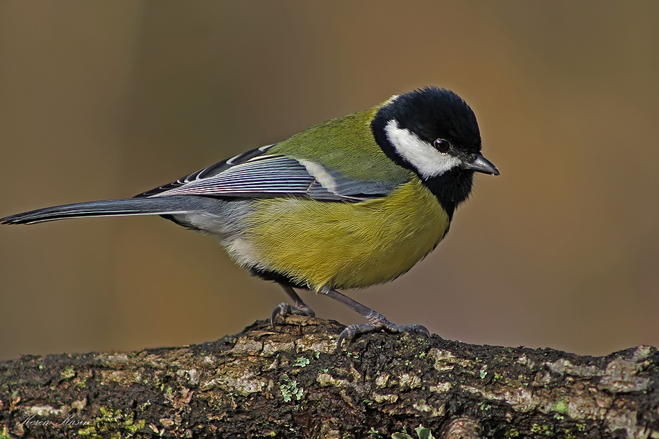 Great Tit