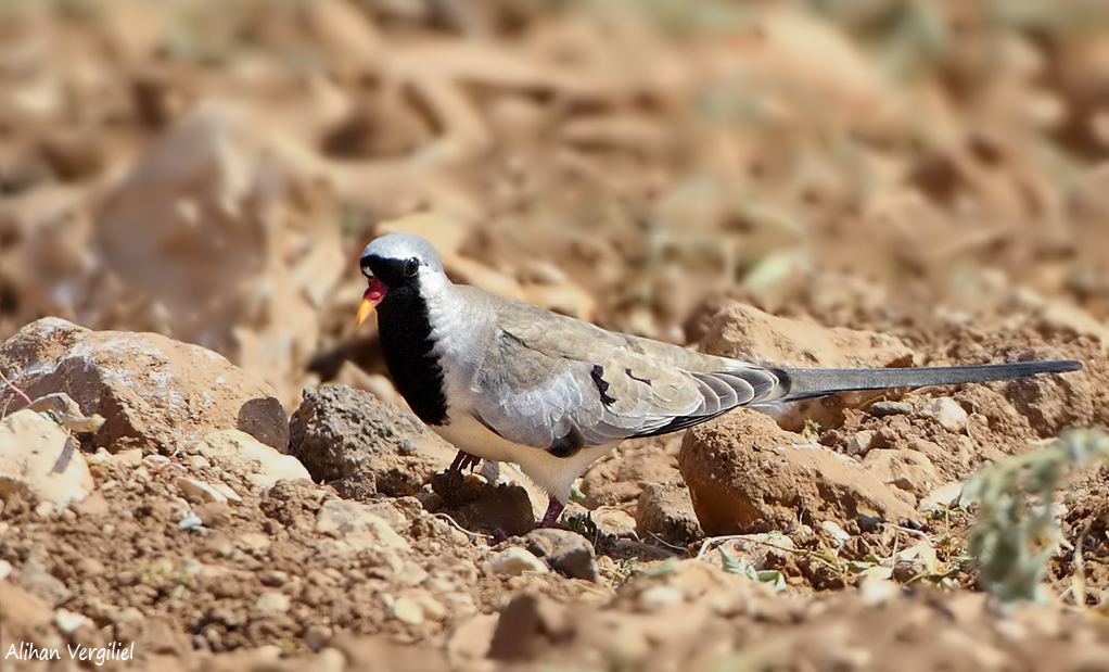 Namaqua Dove