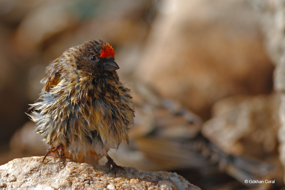 Red-fronted Serin