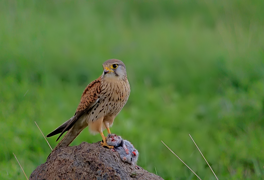 Common Kestrel