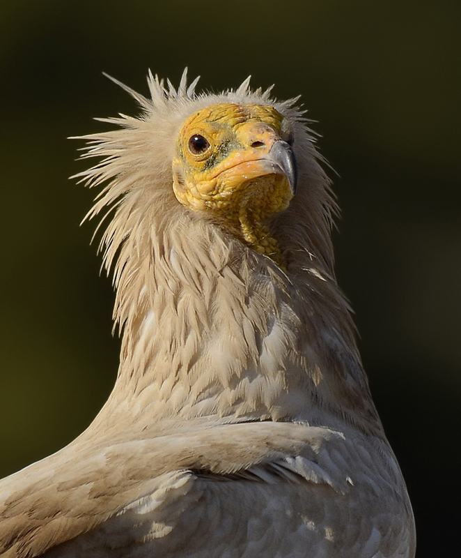 Egyptian Vulture