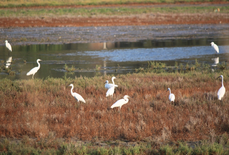 Little Egret