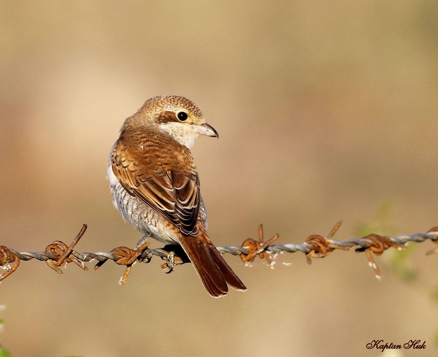 Red-backed Shrike