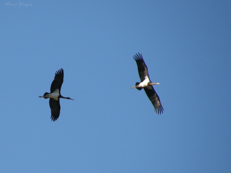 Black Stork