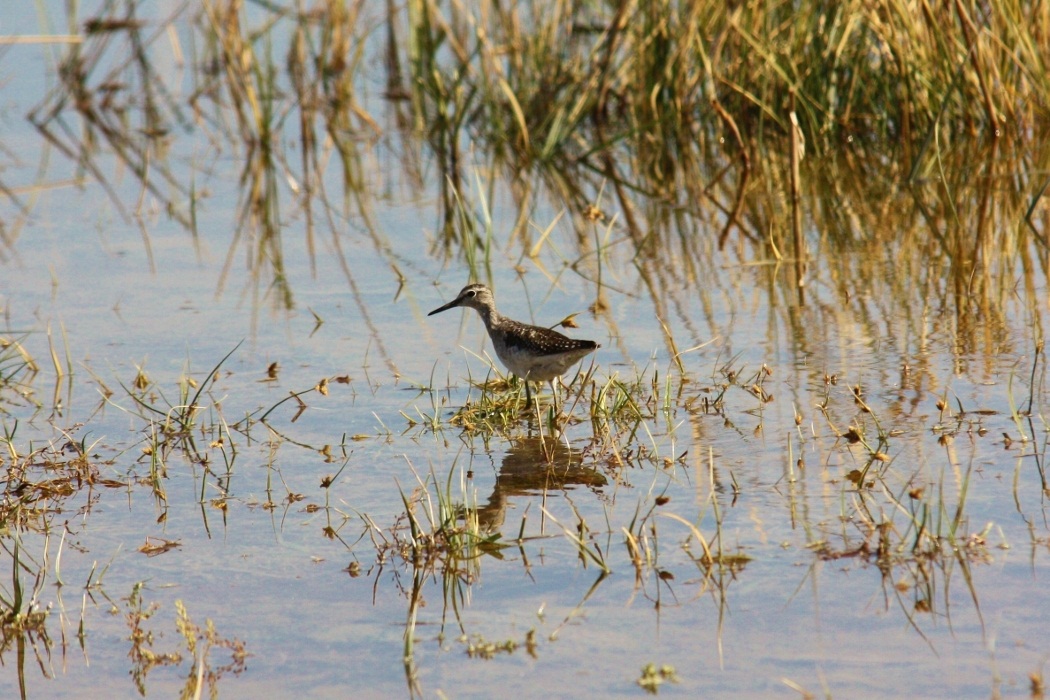 Wood Sandpiper
