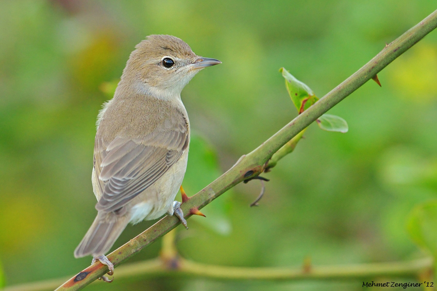 Garden Warbler