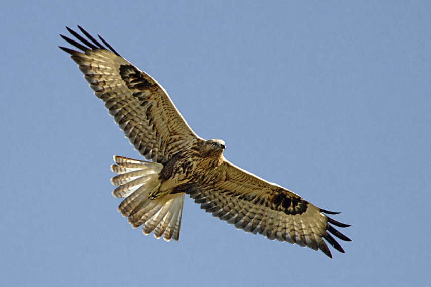 Long-legged Buzzard
