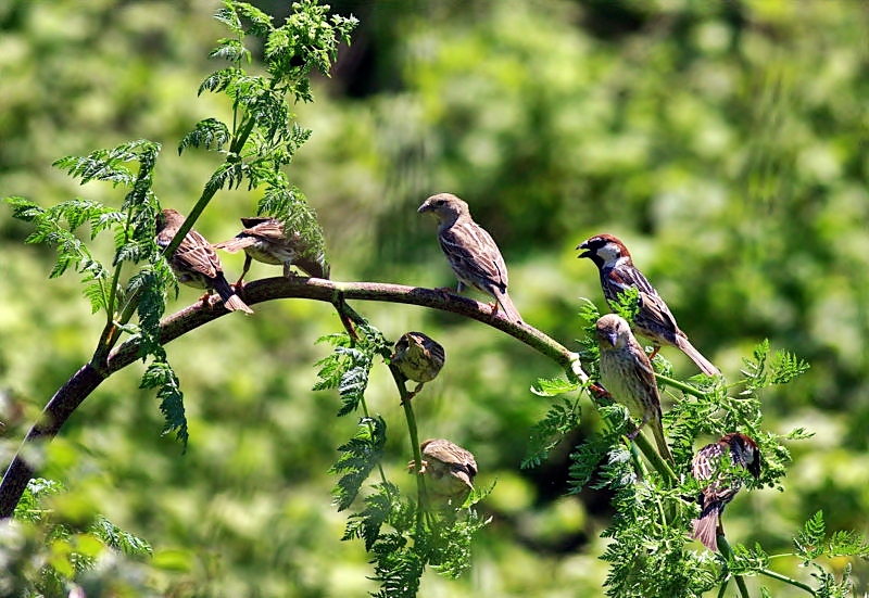 Spanish Sparrow