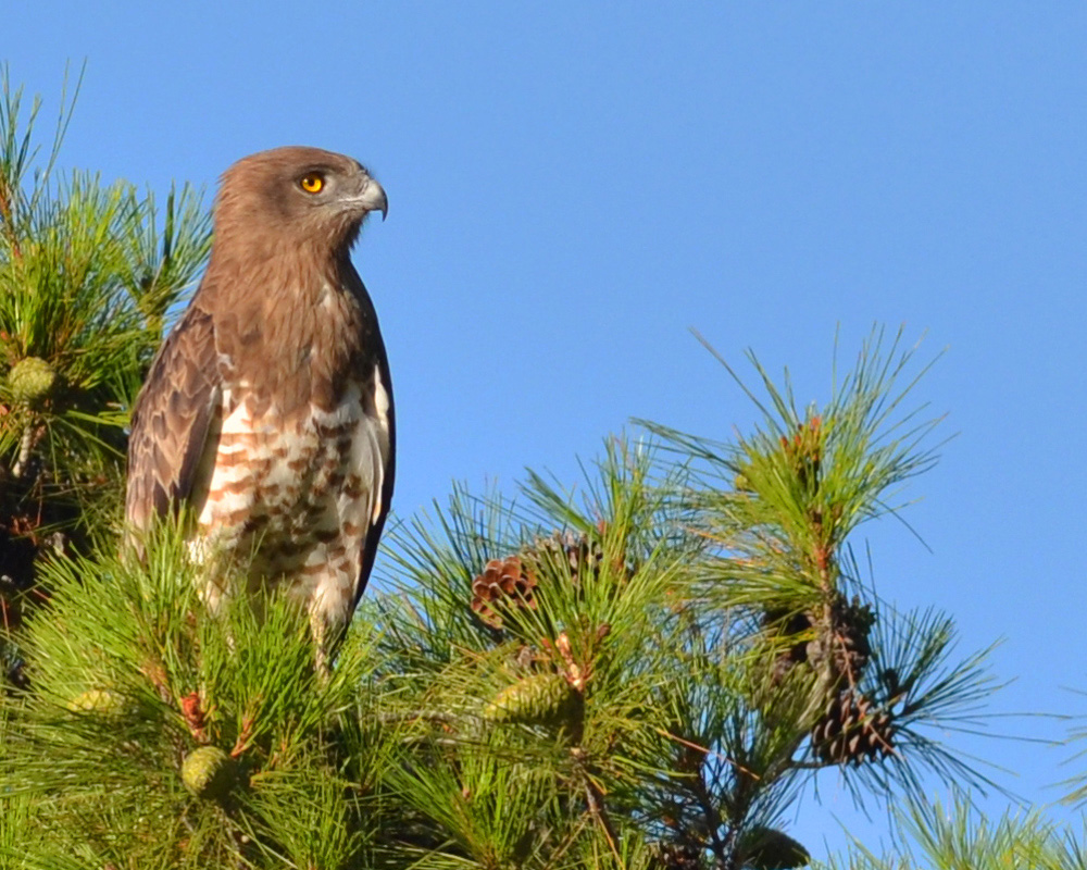 Short-toed Snake Eagle