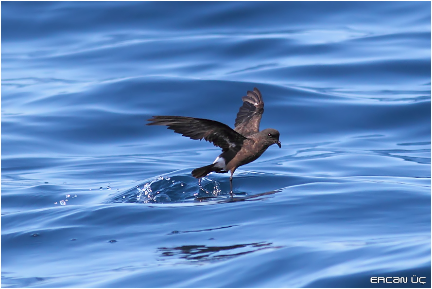 European Storm Petrel