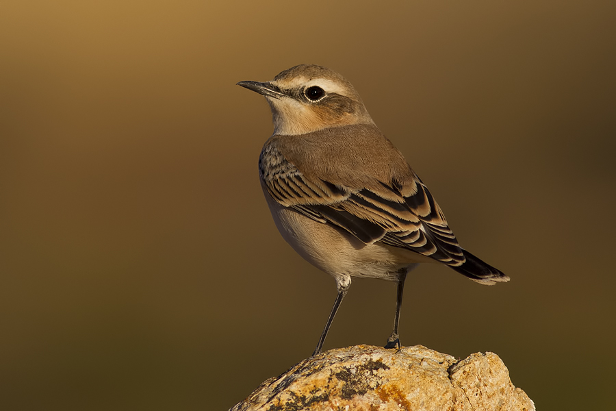 Northern Wheatear