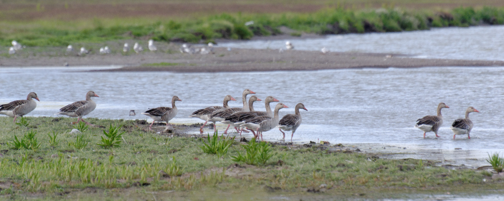 Greylag Goose