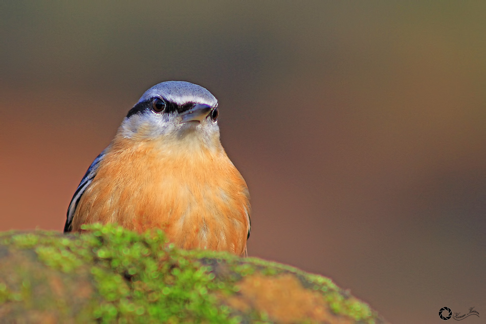 Eurasian Nuthatch