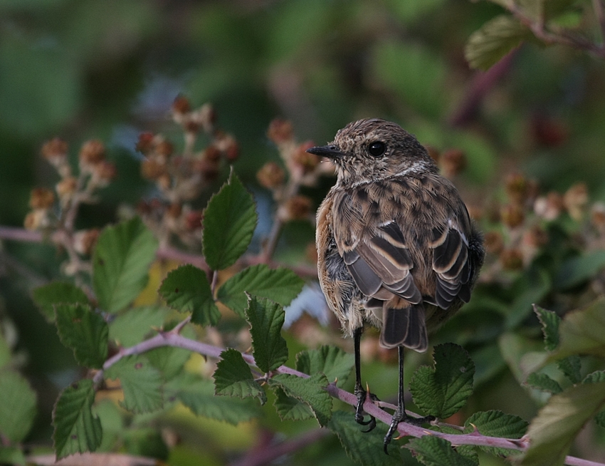 European Stonechat