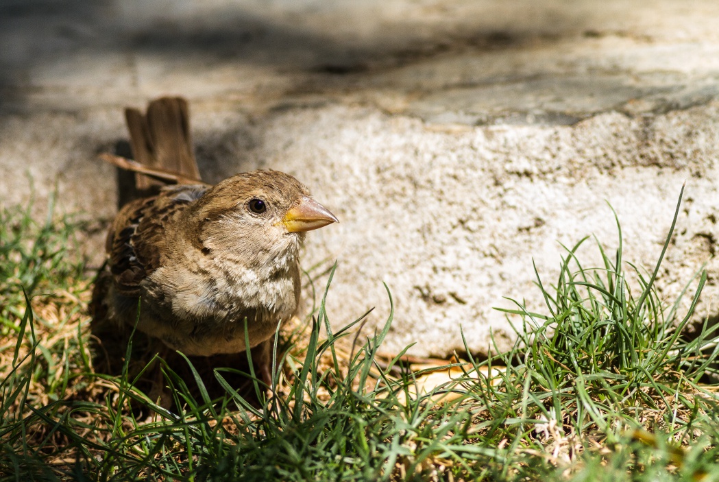 House Sparrow