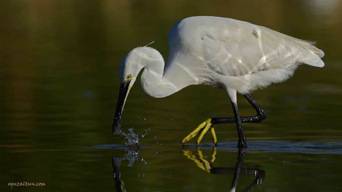 Little Egret