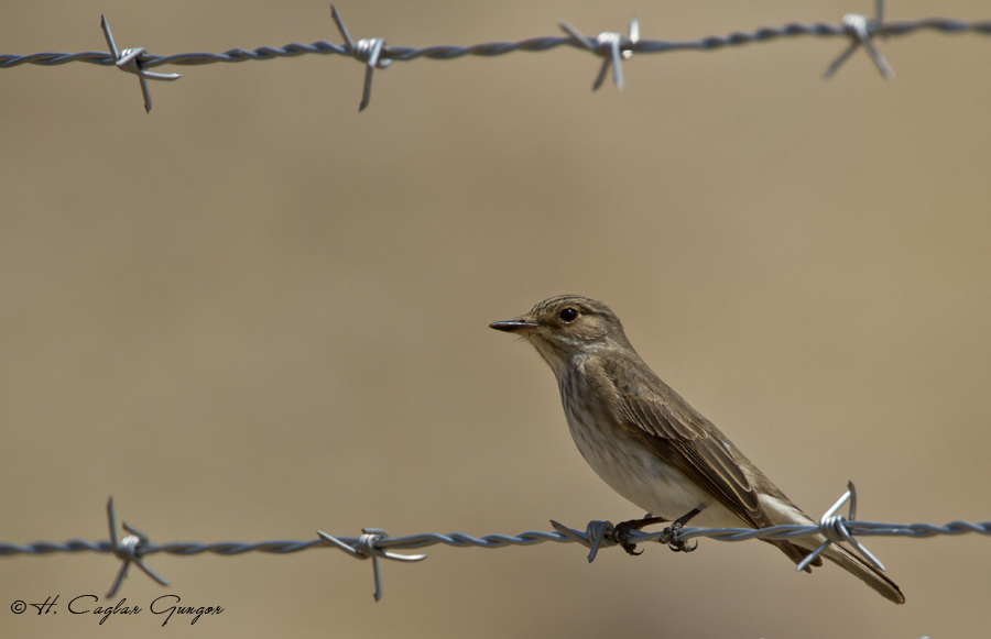 Spotted Flycatcher