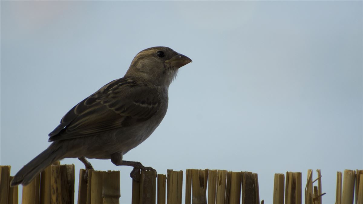 House Sparrow
