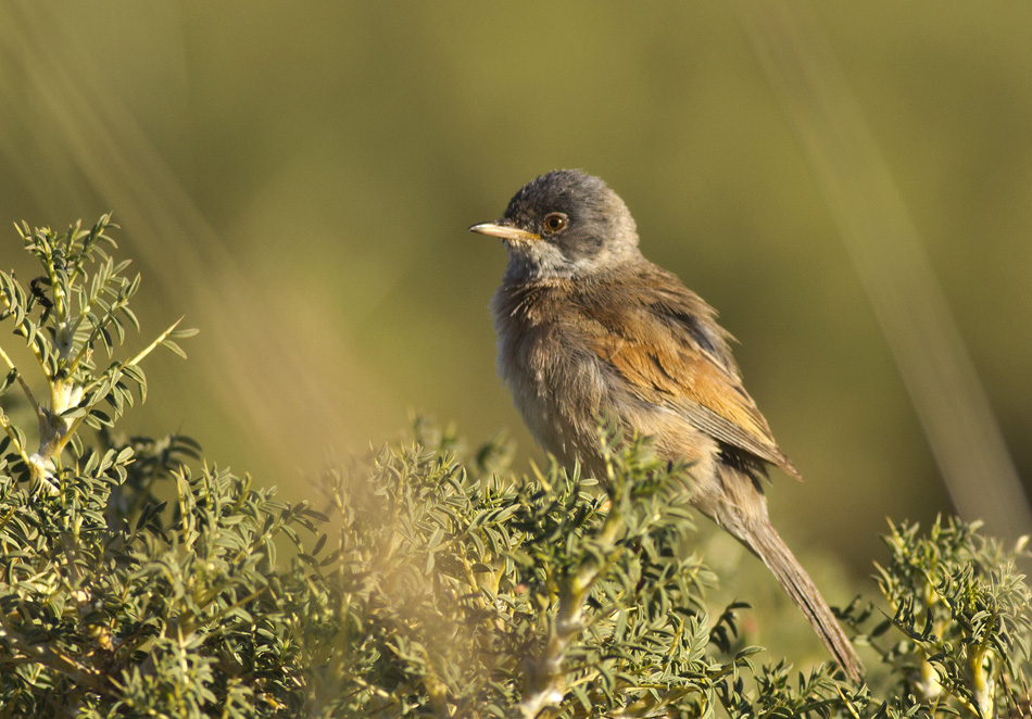 Spectacled Warbler