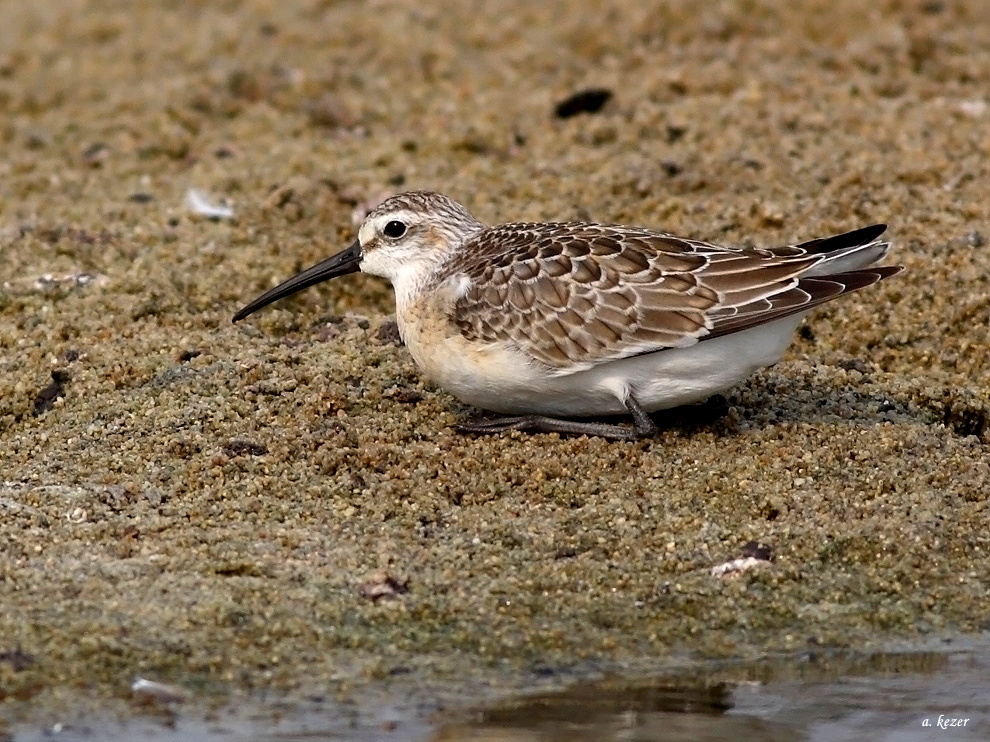 Curlew Sandpiper