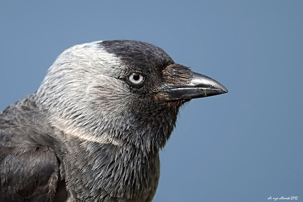 Western Jackdaw