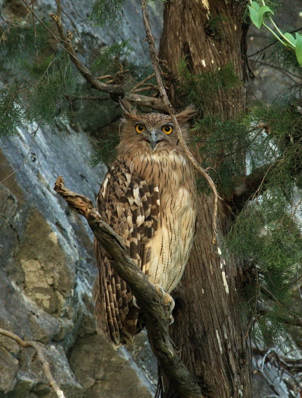 Brown Fish Owl