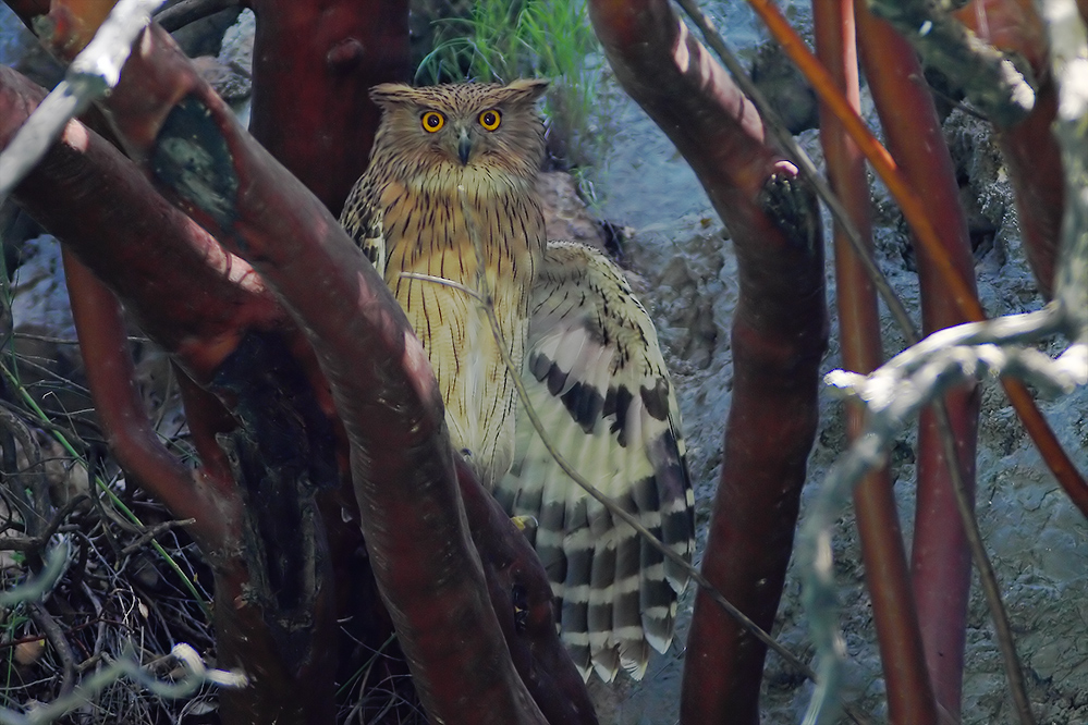 Brown Fish Owl