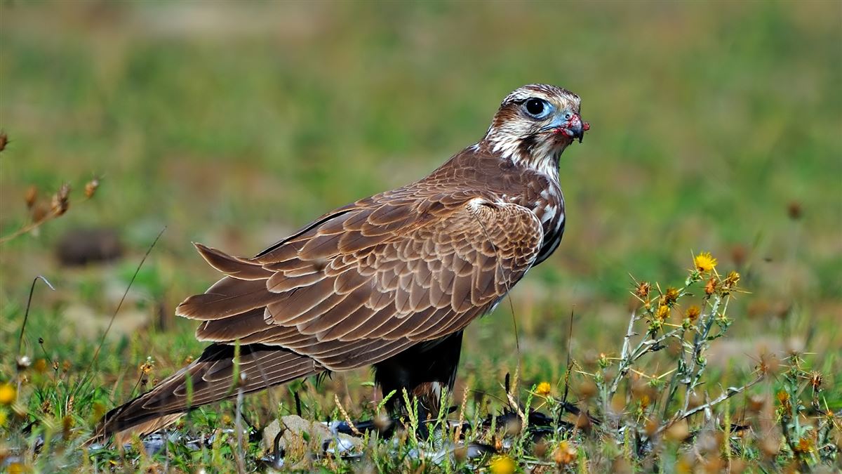 Saker Falcon
